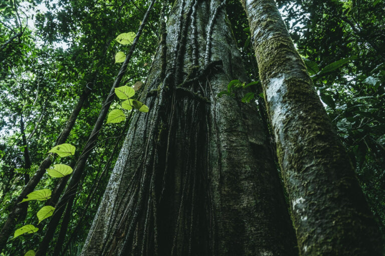 Como a participação ativa da sociedade pode transformar a conservação da maior floresta tropical do mundo?